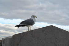 2010/12/MediterraneanCruise/02-Rome/DSC14183